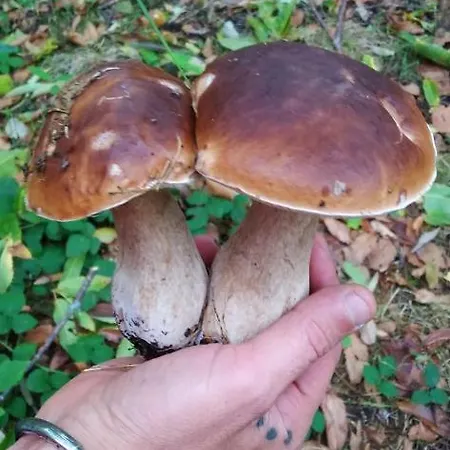 Casa Ninas * Quintanahedo