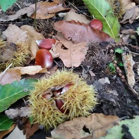 Holiday home Casa Ninas *