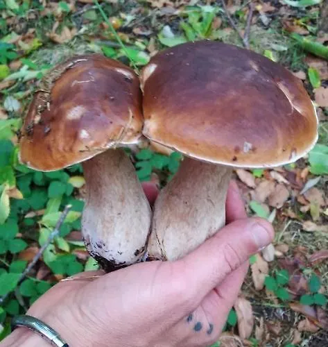 Casa Ninas * Quintanahedo